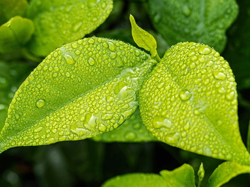 Lower carbon footprint